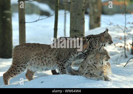 Lince euroasiatica nella neve, Lynx lynx Foto Stock