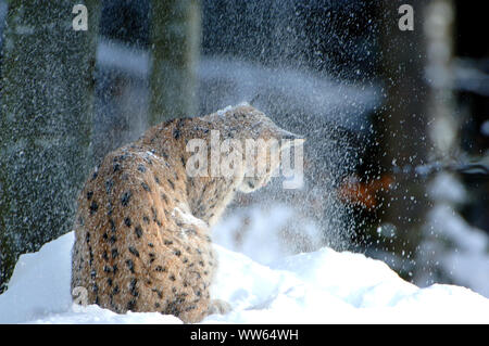 Lince euroasiatica nella neve, Lynx lynx Foto Stock