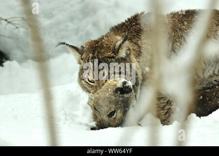Eurasian lynx con la preda nella neve, Lynx lynx Foto Stock