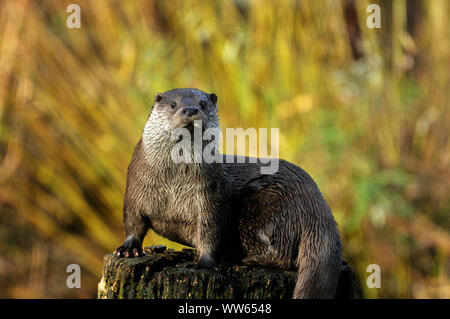 Lontra europea, Lutra lutra Foto Stock