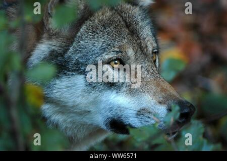 Lupo europeo nella foresta, Canis lupus, ritratto Foto Stock