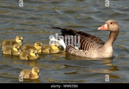 Oca Graylag con pulcino su acqua, Anser anser Foto Stock