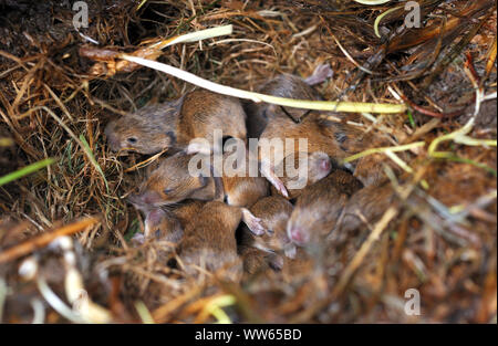 I topi di campo nel nido, animali giovani, Mus musculus Foto Stock