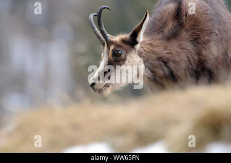 Camoscio nel prato, Rupicapra Foto Stock