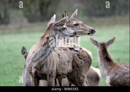 I giovani cervi sul prato, Cervus elaphus Foto Stock