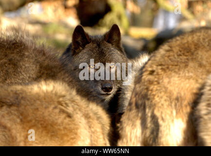 Lupo orientale con la mandria, Canis lupus lycaon Foto Stock