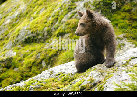 I giovani europei di orso bruno Ursus arctos Foto Stock