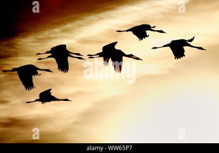 Gru in volo al tramonto, grus grus Foto Stock