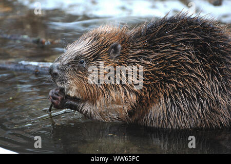 Canadian beaver nel ruscello in inverno, Castor canadensis Foto Stock