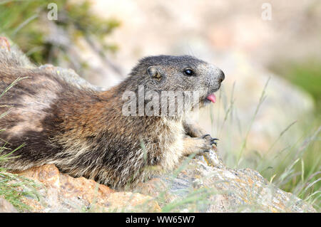 Marmotta su roccia, Marmota Foto Stock