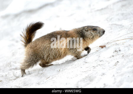 Marmotta nella neve, Marmota Foto Stock