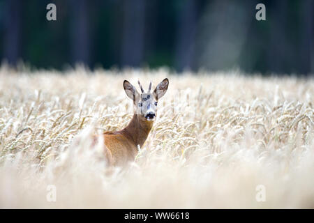 Roebuck nel campo di grano, Capreolus capreolus Foto Stock