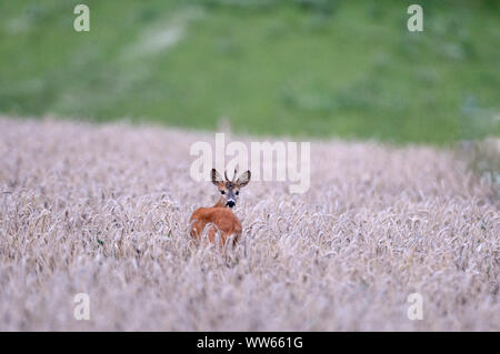 Roebuck nel campo di grano, Capreolus capreolus Foto Stock