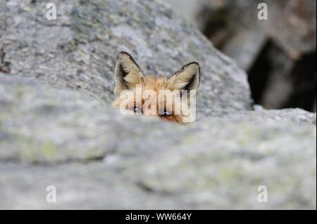 Red Fox, viso, Vulpes vulpes Foto Stock