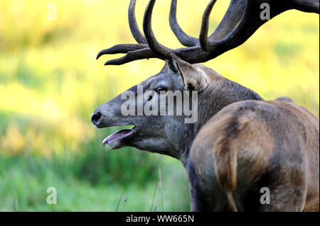 Red Deer in solchi stagione, Cervus elaphus Foto Stock