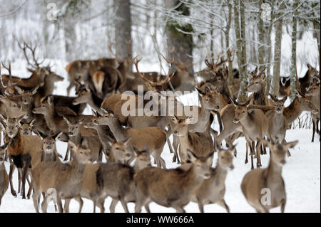 Cervi nella neve, Cervus elaphus Foto Stock