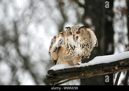 Siberian il gufo reale nella foresta, Bubo bubo sibiricus Foto Stock