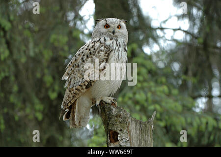 Siberian il gufo reale nella foresta, Bubo bubo sibiricus Foto Stock