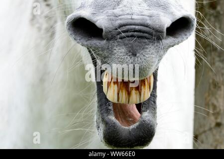 Cavallo Neighing, grigio Foto Stock