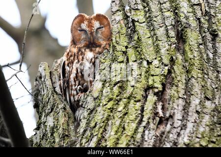 Allocco su albero, Strix aluco Foto Stock