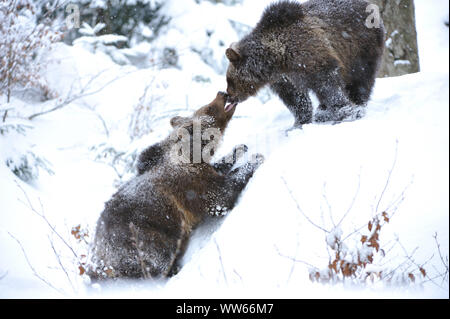 Due giovani comunità orsi bruni nella neve, Ursus arctos Foto Stock