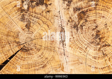 Sfondo di legno, trunk nella sezione trasversale, tree-ring Foto Stock