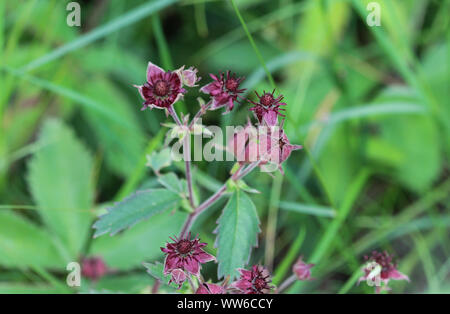 Close up Comarum palustre fiore, noto come il Purple marshlocks, palude cinquefoil e marsh cinquefoil Foto Stock