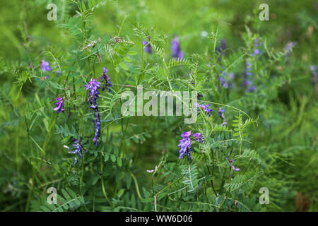 Close up di Vicia villosa fiore, noto come la veccia vellutata, foraggi veccia o vetch invernale Foto Stock