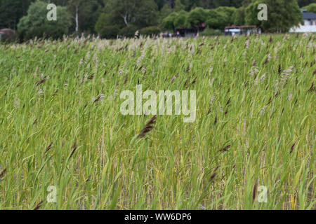 Close up Phragmites australis, chiamato anche comuni o reed reed Foto Stock