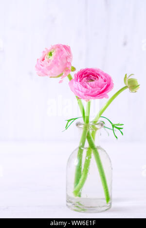 Due ranuncoli rosa in un semplice vaso di vetro su legno bianco Foto Stock