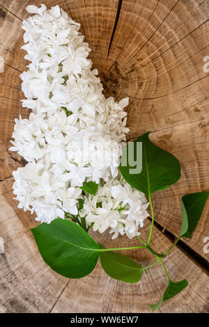 Disposto ancora in vita di fiori lilla Foto Stock