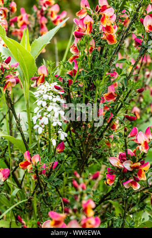 Scopa comune, Cytisus scoparius " Red Wings", fioritura Foto Stock