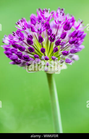 Fioritura viola aglio, Allium sp., infiorescenza Foto Stock