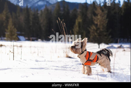 Yorkshire terrier seduta nella neve indossando tute. Cane Yorkshire terrier passeggiate nella neve. Cane in inverno. Foto Stock