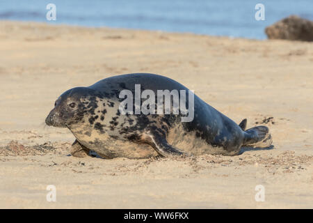 Atlantico guarnizione grigio femmine gravide Foto Stock