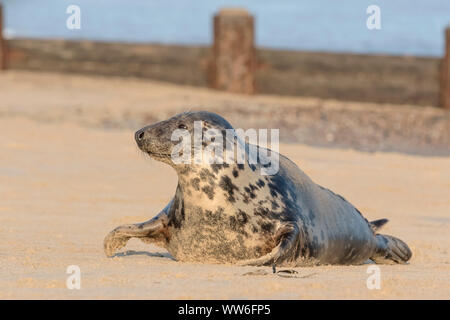 Atlantico guarnizione grigio femmine gravide Foto Stock