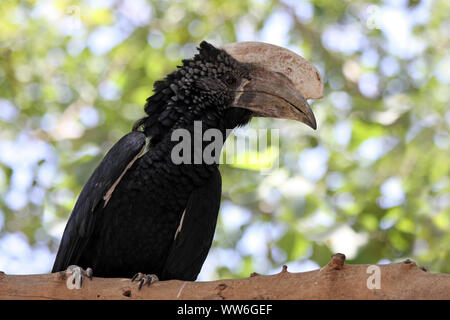 Argentea-cheeked Hornbill Bycanistes brevis, Bahir Dar, Etiopia Foto Stock