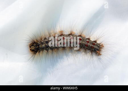 Lymantria dispar, Gypsy Moth Caterpillar a Pineta Parco Provinciale, Ontario Canada su uno sfondo bianco. Foto Stock