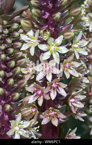 Fiore di ananas, Eucomis comosa bicolor, Close up di malva fiori colorati crescente all'aperto. Foto Stock