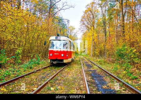 Il tram rosso d'epoca corre lungo la foresta autunnale del resort termale Pushcha-Vodytsya, situato nel quartiere storico di Kiev, Ucraina. Foto Stock