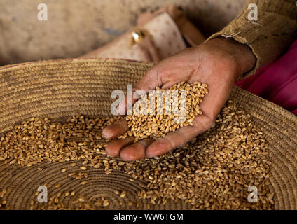 Donna mano con chicchi di grano, regione centrale di Asmara Eritrea Foto Stock
