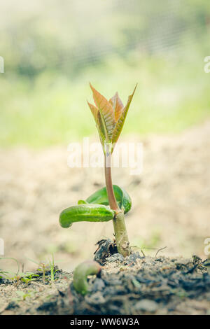 Gli alberi di anacardi sono utilizzati per le illustrazioni in agricoltura Foto Stock