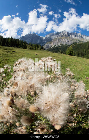 Lanosi thistle, Cirsium eriophorum, all'Mitterfeldalm, contea di Salisburgo, Austria Foto Stock