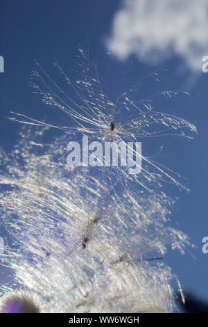 Lanosi thistle, Cirsium eriophorum, all'Mitterfeldalm, contea di Salisburgo, Austria Foto Stock