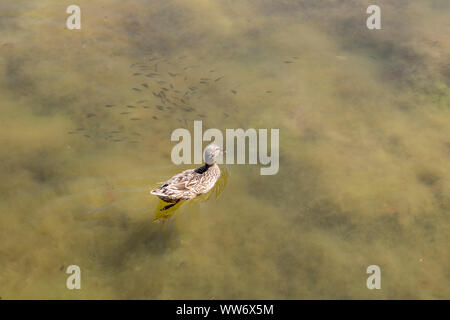 Brown di anatra e di piccoli pesci galleggiante sul lago. Foto Stock