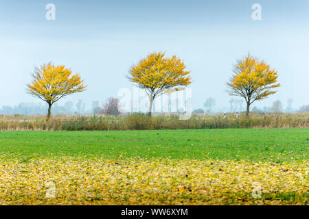 Germania, Bassa Sassonia, Frisia orientale, albero fila su una strada di campagna in Frisia orientale, Foto Stock