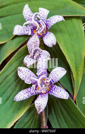 Toad lily, Tricyrtis hirta, Malva fiori colorati crescente all'aperto. Foto Stock