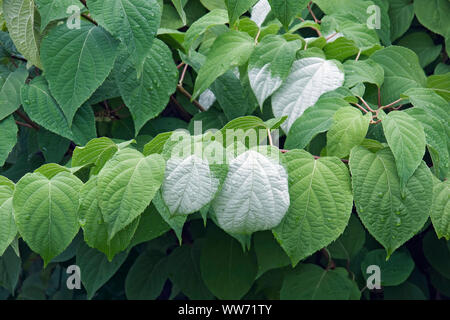 Actinidia, variegato kiwi vine, Actinidia kolomikta, Close up di foglie. Foto Stock