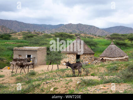 Bilen villaggio con tetti di paglia, Semien-Keih-Bahri, Elabered, Eritrea Foto Stock
