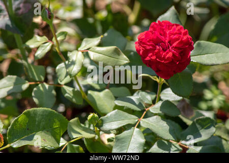 Immagine ravvicinata di un ibrido perpetuo fiore rosso. Foto Stock